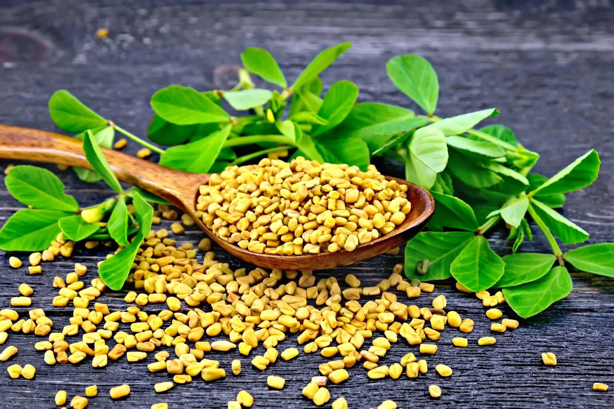 Fenugreek (Trigonella foenum-graecum) in type 2 diabetes mellitus: metabolic regulation, bioactive profile, and microbiome interactions